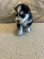 Nova, a female Pomsky for sale in San Antonio, FL – Photo 4 of 8