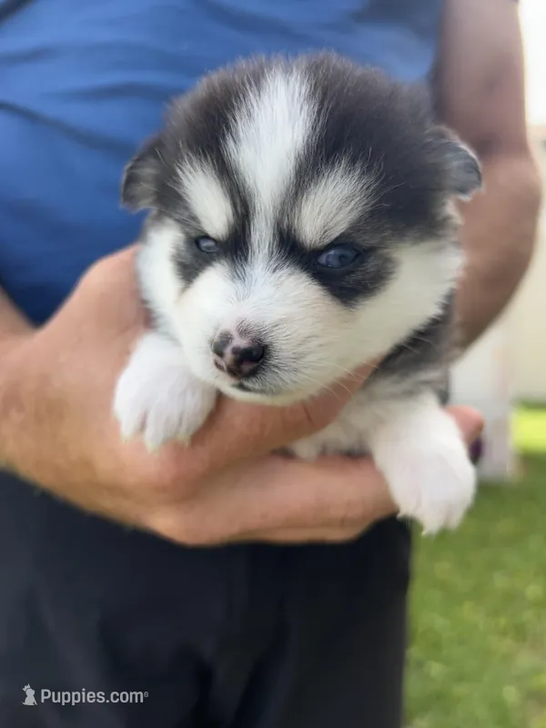 Nova Blue Eyed Mini Pomsky Girl – Pomsky puppy for sale in San Antonio, FL