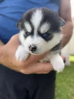 Nova Blue Eyed Mini Pomsky Girl, a female Pomsky for sale in San Antonio, FL – Photo 1 of 10
