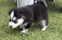 Nova Blue Eyed Mini Pomsky Girl, a female Pomsky for sale in San Antonio, FL – Photo 4 of 10