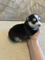 Nova, a female Pomsky for sale in San Antonio, FL – Photo 3 of 8