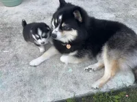 Nova Blue Eyed Mini Pomsky Girl, a female Pomsky for sale in San Antonio, FL – Photo 6 of 10