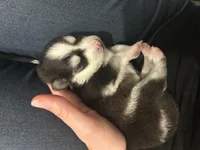 Nova Blue Eyed Mini Pomsky, a female Pomsky for sale in San Antonio, FL – Photo 3 of 9