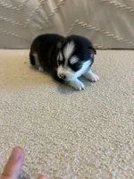 Nova, a female Pomsky for sale in San Antonio, FL – Photo 6 of 8