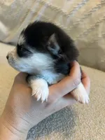 Nova, a female Pomsky for sale in San Antonio, FL – Photo 2 of 8