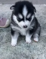 Nova Blue Eyed Mini Pomsky Girl, a female Pomsky for sale in San Antonio, FL – Photo 2 of 10