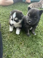 Nova Blue Eyed Mini Pomsky Girl, a female Pomsky for sale in San Antonio, FL – Photo 8 of 10