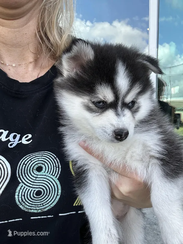 Nova Blue Eyed Mini Pomsky Girl – Pomsky puppy for sale in San Antonio, FL