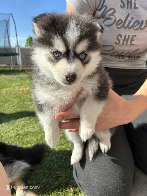 Nova Blue Eyed Mini Pomsky Girl – Pomsky puppy for sale in San Antonio, FL