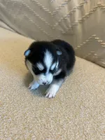 Nova, a female Pomsky for sale in San Antonio, FL – Photo 5 of 8