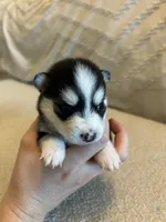 Nova, a female Pomsky for sale in San Antonio, FL – Photo 1 of 8