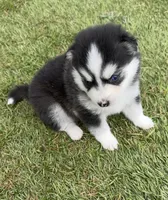 Nova Blue Eyed Mini Pomsky Girl, a female Pomsky for sale in San Antonio, FL – Photo 5 of 10