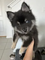 Oreo Blue & Brown Eyed Toy/Mini/Micro Pomsky Boy, a male Siberian Husky and Pomsky for sale in San Antonio, FL – 3 of 10