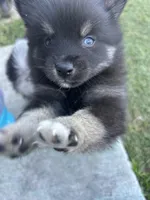 Oreo Blue and Brown Eyed Toy/Mini Pomsky Boy, a female Pomsky for sale in San Antonio, FL – Photo 2 of 9