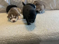 Oreo, a female Pomsky for sale in San Antonio, FL – Photo 6 of 9