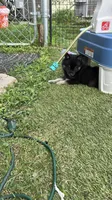 Oreo Blue and Brown Eyed Toy/Mini Pomsky Boy, a male Siberian Husky and Pomsky for sale in San Antonio, FL – 9 of 10