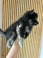 Oreo Blue and Brown Eyed Toy/Mini Pomsky Boy, a male Siberian Husky and Pomsky for sale in San Antonio, FL – 4 of 10