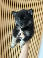 Oreo Blue and Brown Eyed Toy/Mini Pomsky Boy, a male Siberian Husky and Pomsky for sale in San Antonio, FL – 3 of 10