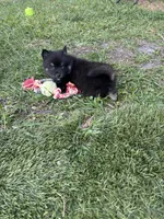 Oreo Blue and Brown Eyed Toy/Mini Pomsky Boy, a female Pomsky for sale in San Antonio, FL – Photo 3 of 9