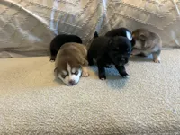 Oreo, a female Pomsky for sale in San Antonio, FL – Photo 7 of 9