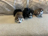 Oreo, a female Pomsky for sale in San Antonio, FL – Photo 8 of 9