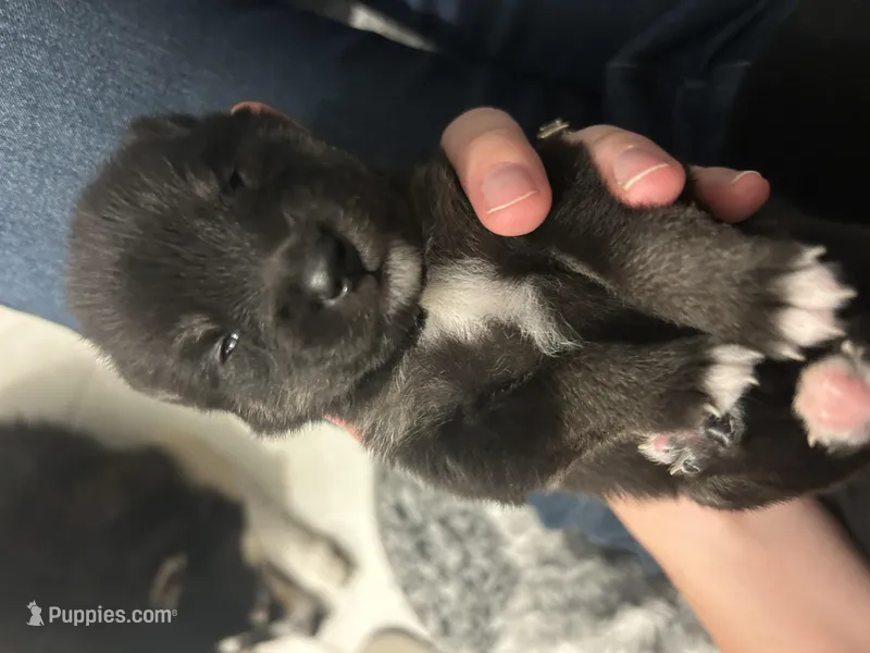 Oreo Blue Eyed Mini Pomsky – Pomsky puppy for sale in San Antonio, FL