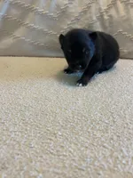 Oreo, a female Pomsky for sale in San Antonio, FL – Photo 3 of 9