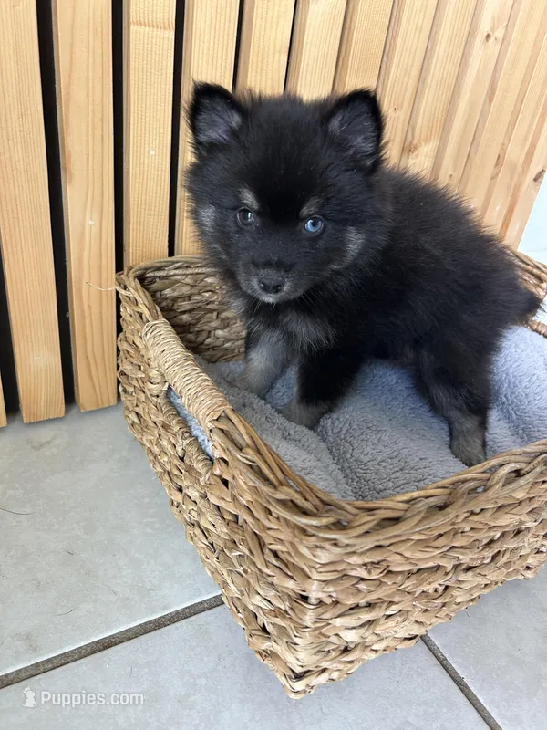 Oreo Blue and Brown Eyed Toy/Mini Pomsky Boy – Pomsky puppy for sale in San Antonio, FL
