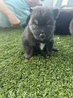 Oreo Blue and Brown Eyed Toy/Mini Pomsky Boy, a female Pomsky for sale in San Antonio, FL – Photo 5 of 9