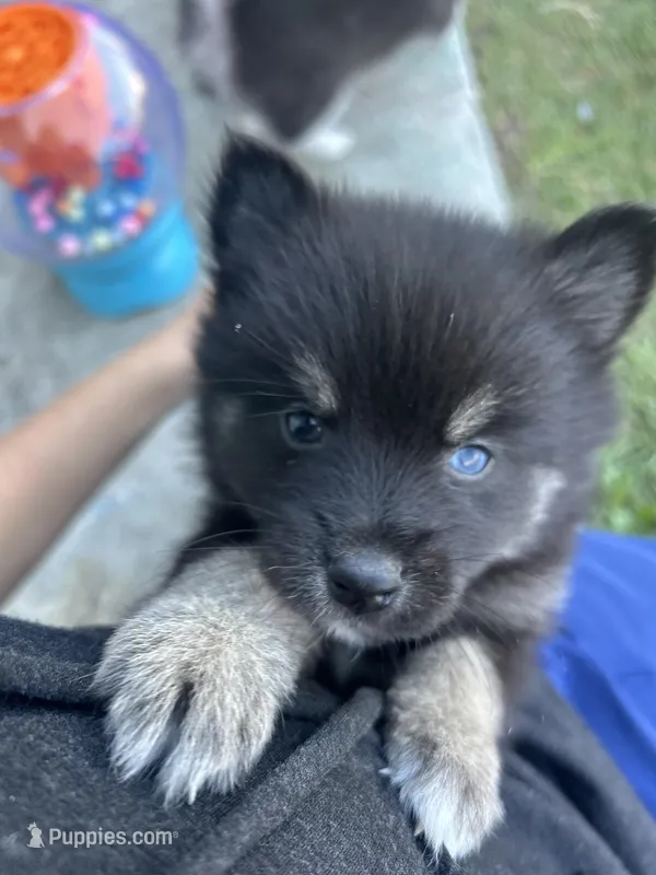 Oreo Blue and Brown Eyed Toy/Mini Pomsky Boy – Pomsky puppy for sale in San Antonio, FL