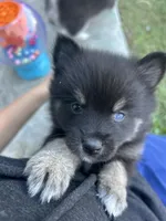 Oreo Blue and Brown Eyed Toy/Mini Pomsky Boy, a female Pomsky for sale in San Antonio, FL – Photo 1 of 9