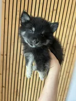 Oreo Blue and Brown Eyed Toy/Mini Pomsky Boy, a male Siberian Husky and Pomsky for sale in San Antonio, FL – 2 of 10