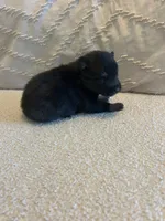 Oreo, a female Pomsky for sale in San Antonio, FL – Photo 4 of 9