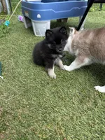 Oreo Blue and Brown Eyed Toy/Mini Pomsky Boy, a male Siberian Husky and Pomsky for sale in San Antonio, FL – 10 of 10