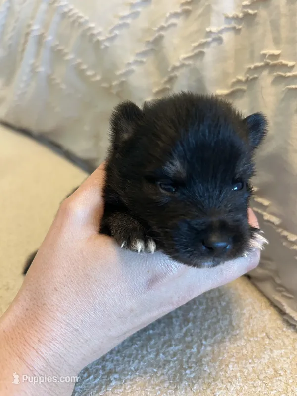 Oreo – Pomsky puppy for sale in San Antonio, FL