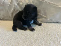 Oreo, a female Pomsky for sale in San Antonio, FL – Photo 2 of 9