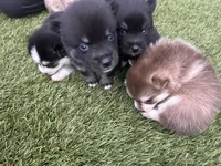 Fang Blue Eyed Mini Pomsky Boy, a female Pomsky for sale in San Antonio, FL – Photo 4 of 10