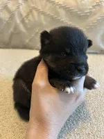 Fang, a female Pomsky for sale in San Antonio, FL – Photo 2 of 8