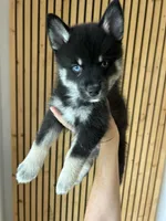 Fang Blue Eyed Mini Pomsky Boy, a male Siberian Husky and Pomsky for sale in San Antonio, FL – 3 of 10