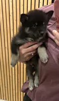 Fang Blue Eyed Mini Pomsky Boy, a male Siberian Husky and Pomsky for sale in San Antonio, FL – 10 of 10