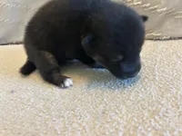 Fang, a female Pomsky for sale in San Antonio, FL – Photo 3 of 8