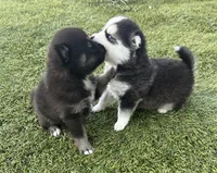 Fang Blue Eyed Mini Pomsky Boy, a female Pomsky for sale in San Antonio, FL – Photo 7 of 10