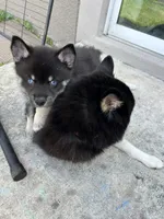 Fang Blue Eyed Mini Pomsky Boy, a male Siberian Husky and Pomsky for sale in San Antonio, FL – 5 of 10