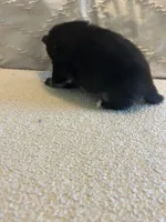 Fang, a female Pomsky for sale in San Antonio, FL – Photo 5 of 8