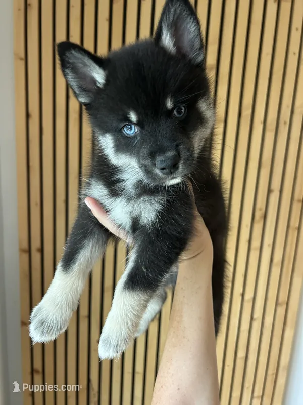 Fang Blue Eyed Mini Pomsky Boy – Pomsky puppy for sale in San Antonio, FL