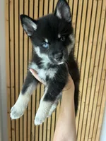 Fang Blue Eyed Mini Pomsky Boy, a male Siberian Husky and Pomsky for sale in San Antonio, FL – 2 of 10