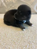 Fang, a female Pomsky for sale in San Antonio, FL – Photo 4 of 8