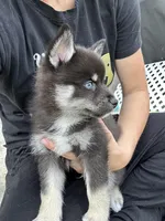 Fang Blue Eyed Mini Pomsky Boy, a male Siberian Husky and Pomsky for sale in San Antonio, FL – 7 of 10