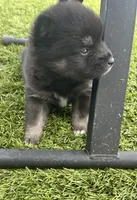 Fang Blue Eyed Mini Pomsky Boy, a female Pomsky for sale in San Antonio, FL – Photo 2 of 10