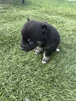 Fang Blue Eyed Mini Pomsky Boy, a female Pomsky for sale in San Antonio, FL – Photo 3 of 10